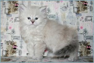 Female Siberian Kitten from Deedlebug Siberians